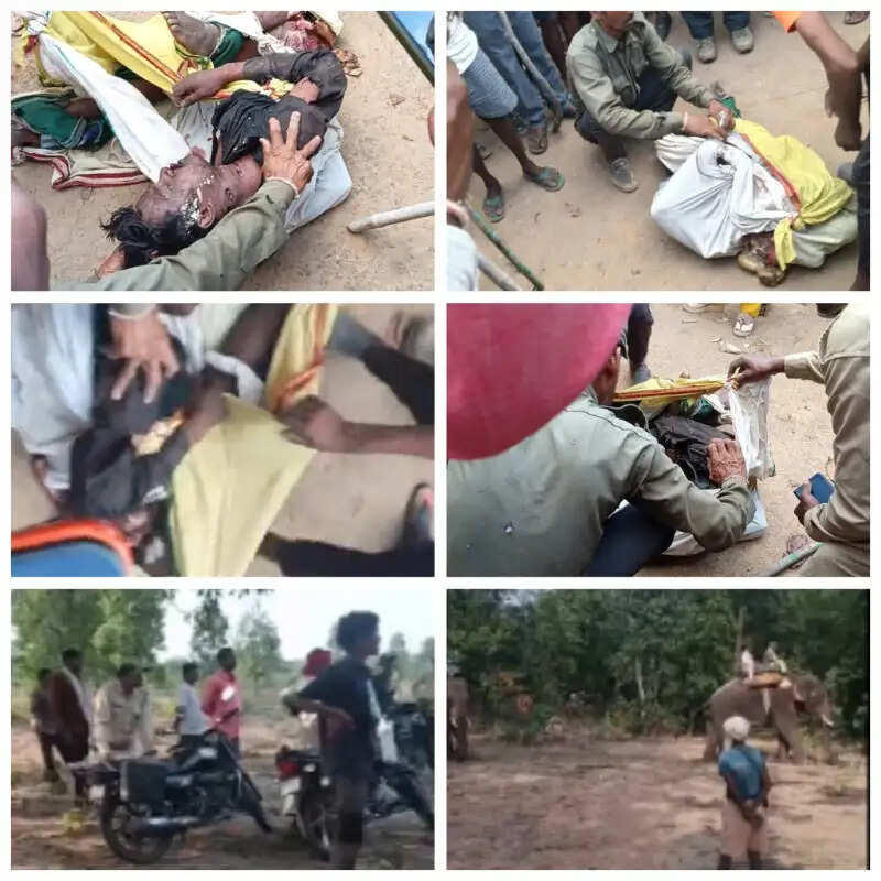बांधवगढ़ में बाघ का कहर जारी,&nbsp;महिला&nbsp;के&nbsp;बाद&nbsp;युवक को बनाया शिकार, 24&nbsp;घंटे&nbsp;में दूसरी घटना से फूटा ग्रामीणों का आक्रोश