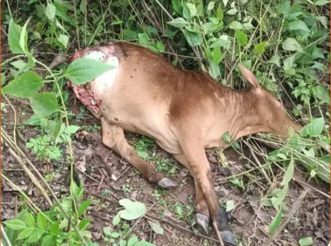 लामकेर के जंगल में हिंसक वन्य प्राणी ने एक मवेशी का किया शिकार