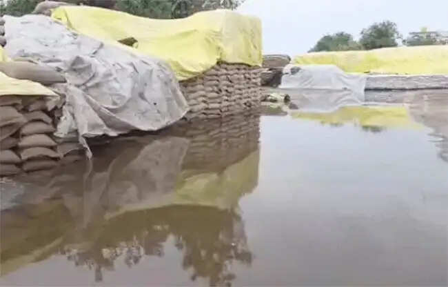 सोनीपत: तेज तूफान बारिश से खुले में रखा लाखों क्विंटल गेहूं भीगा