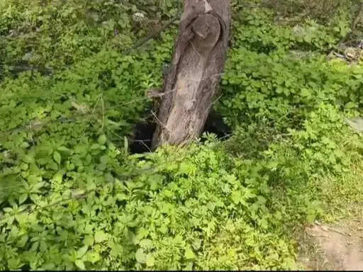 अनूपपुर: स्कूल और कोल खदान के पास धंसी जमीन, दहशत में बच्चों और ग्रामीणों