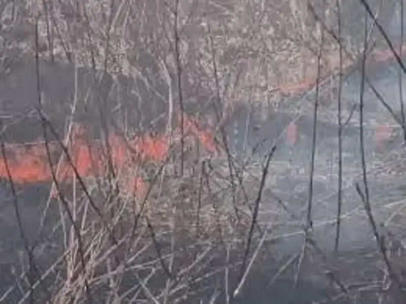 शाजापुर में डीपीसी कार्यालय के पीछे भीषण आग,&nbsp;दो दमकलों ने कड़ी मशक्कत के बाद पाया काबू