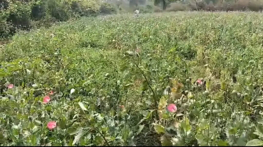 तमनार के आमाघाट में ‘नशे की खेती’ का भंडाफोड़ सब्जियों की आड़ में उगाई जा रही थी अफीम