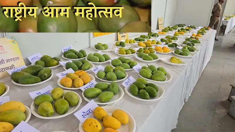 रायपुर : कृषि विश्वविद्यालय में 29 से 31 मई तक राष्ट्रीय आम महोत्सव