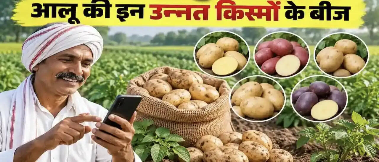फर्रुखाबाद में 1359.50 क्विंटल आलू बीज आवंटित, ऑनलाइन पोर्टल से होगी बुकिंग