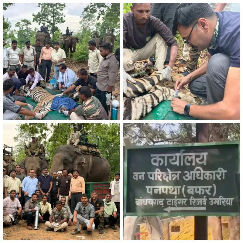बांधवगढ़ में ग्रामीण की जान लेने वाले बाघ का रेस्क्यू, बहेरहा एनक्लोजर में किया गया शिफ्ट