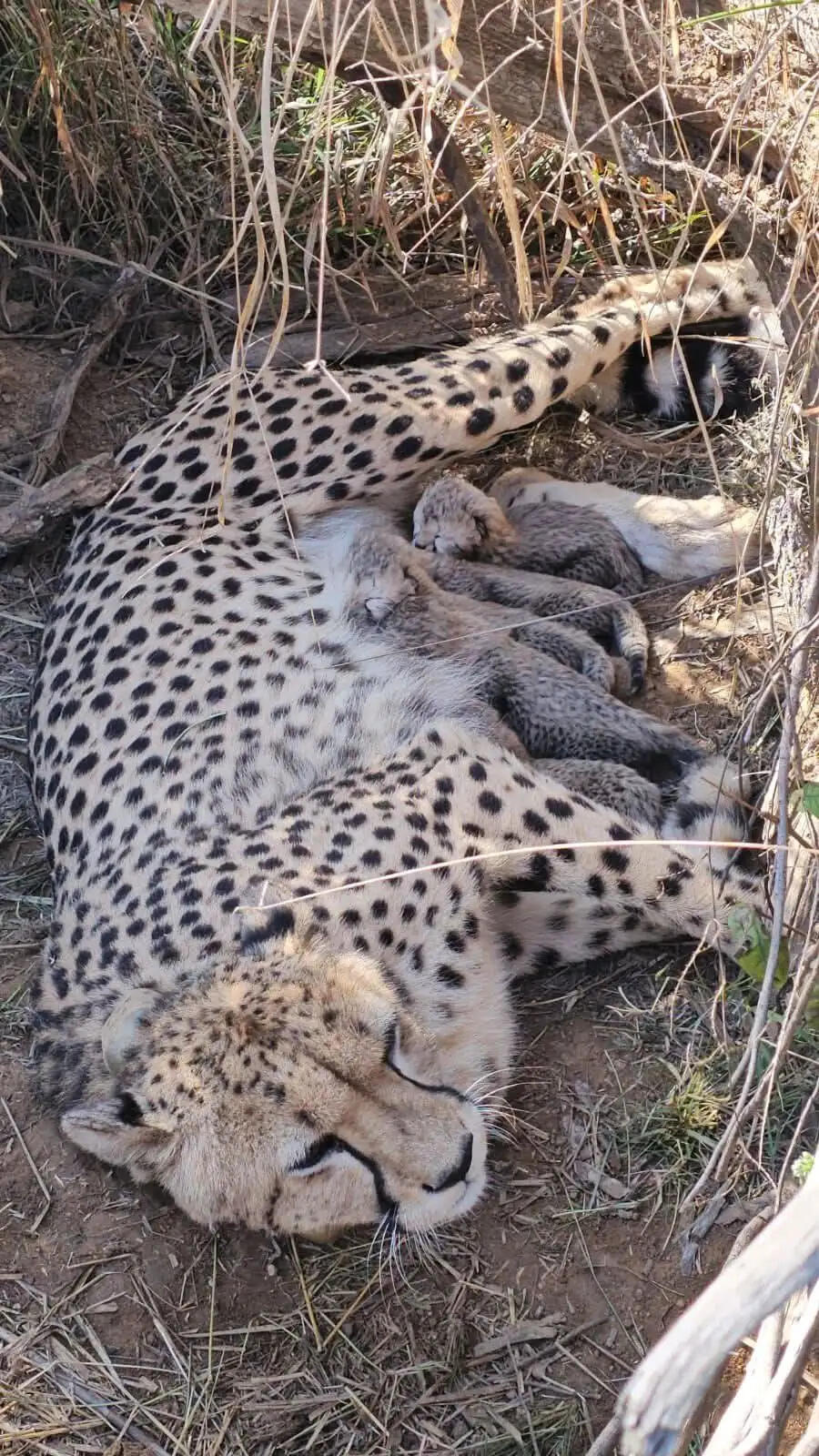 (लीड)कूनो में जन्मे पांच चीता शावक, चीतों की संख्या हुई 53