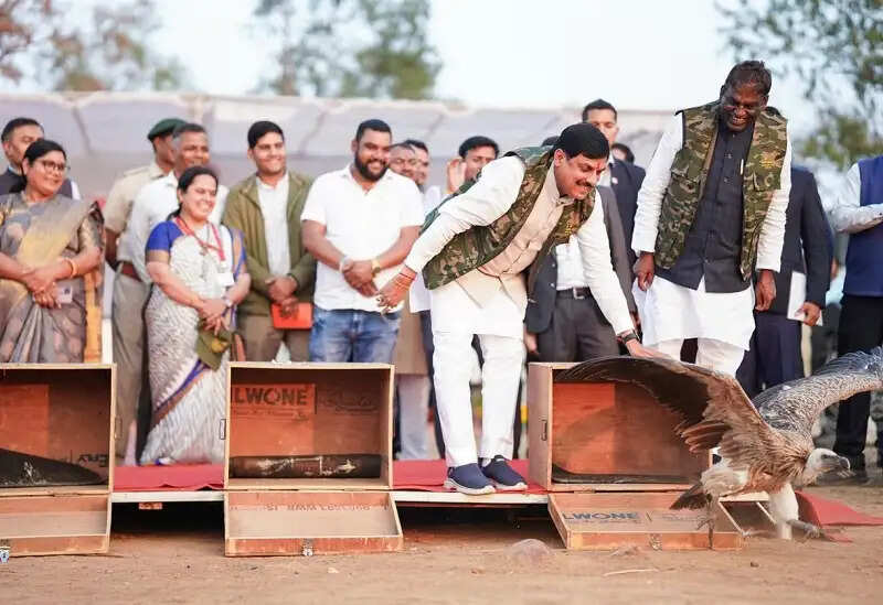 मप्र के मुख्यमंत्री डॉ. यादव ने लुप्तप्राय प्रजातियों के पांच गिद्धों को हलाली डेम जल क्षेत्र में किया मुक्त