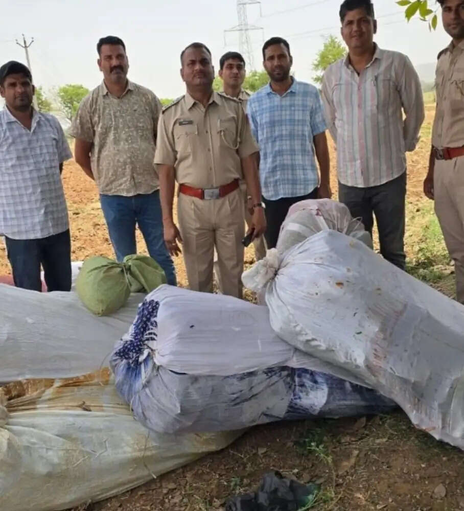 ज्वार की आड़ में गांजे की खेती, टास्क फोर्स ने मजदूर बनकर दबोचा तस्कर
