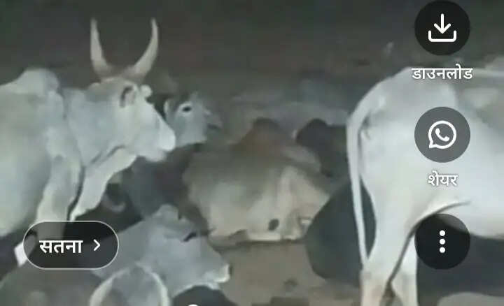 सतना : गौशाला में घुसा तेंदुआ, गाय का किया शिकार; क्षेत्र में दहशत