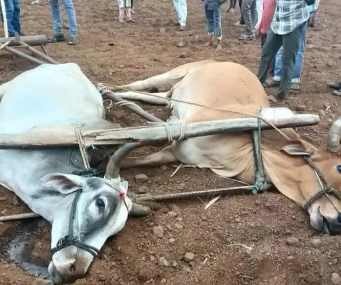 झाबुआ: आकाशीय विद्युत का कहर, कृषक सहित दो बेलों की मौत