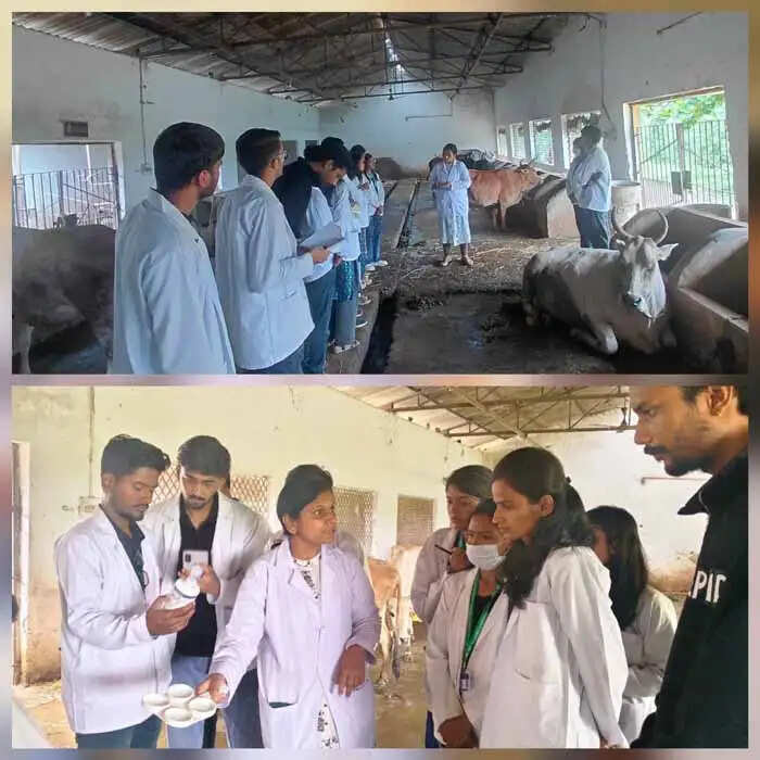 बारिश में मवेशियों की देखभाल एवं टीकाकरण से ही सुरक्षित रहेगी पशुपालकों की आजीविका