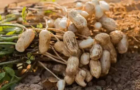 मूंगफली की खेती से होगी किसानों की मौज