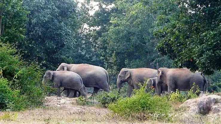 करतला रेंज में फिर लौटा नाै हाथियों का दल, वन विभाग अलर्ट, ग्रामीणों से जंगल नहीं जाने की अपील