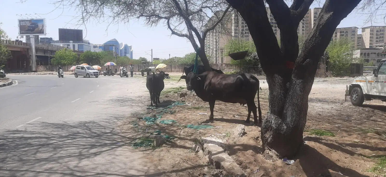 शहर की सड़कों पर&nbsp;धर्म&nbsp;की&nbsp;आड&nbsp;में&nbsp;चल&nbsp;रही अनाधिकृत गौशालाएं