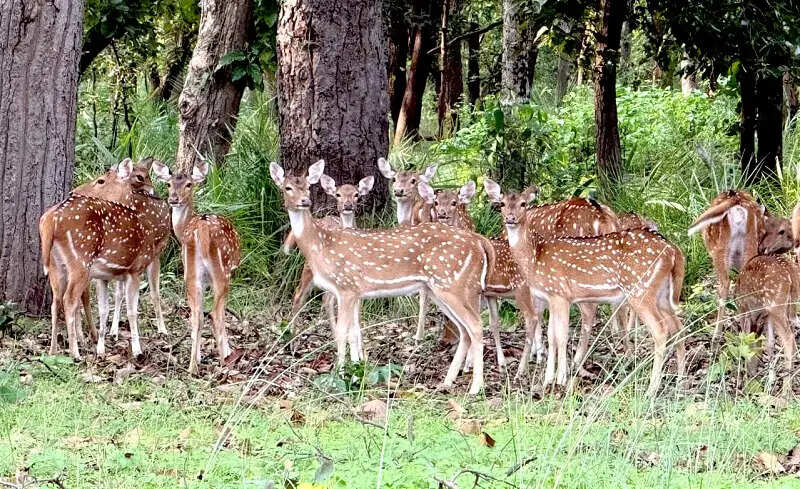 मप्रः बांधवगढ़ टाइगर रिजर्व के बफर जोन में वन्यजीव पर्यटन का बढ़ रहा आकर्षण