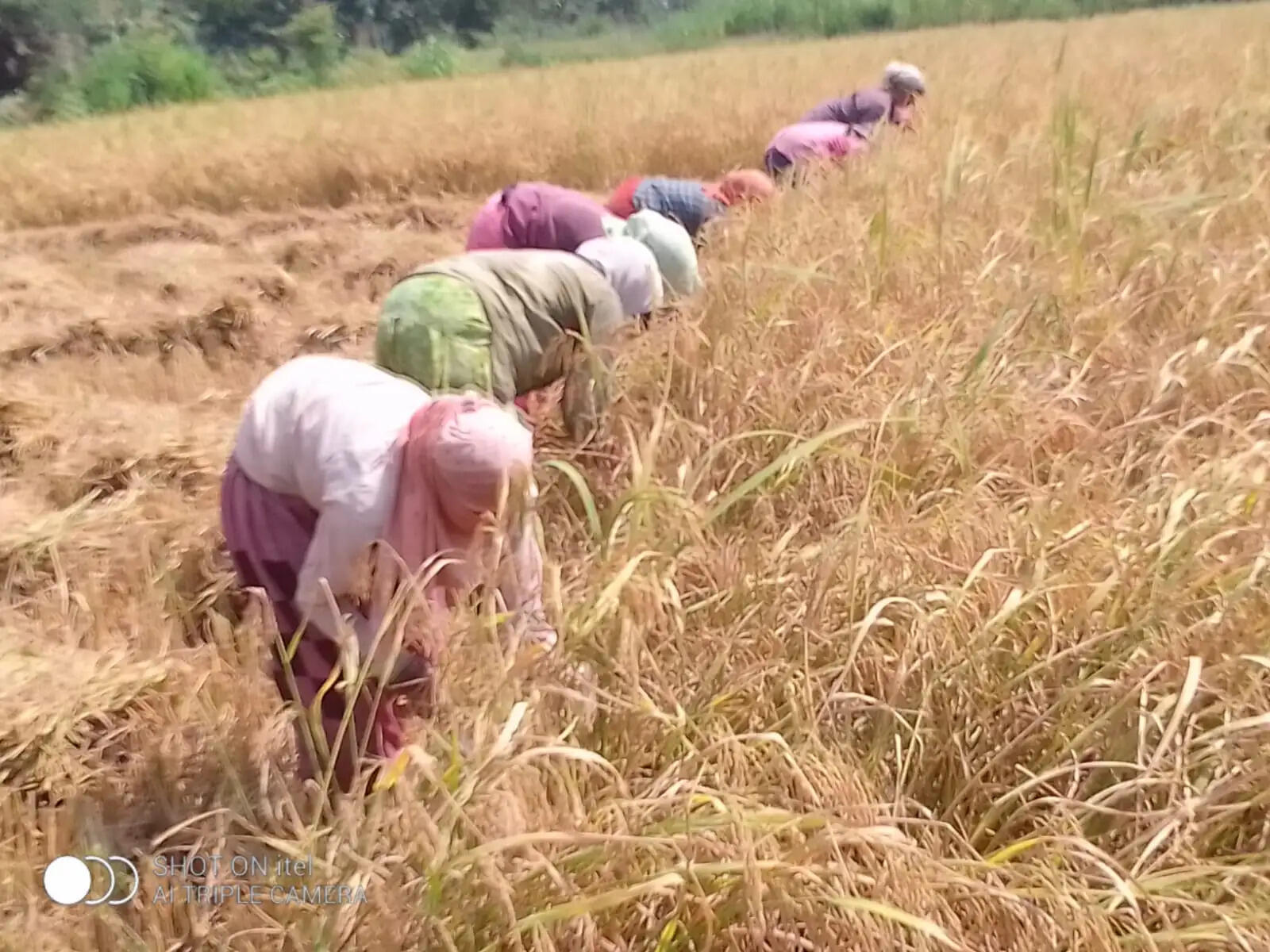 रबी धान कटाई शुरू, खेतों में बढ़ी रौनक