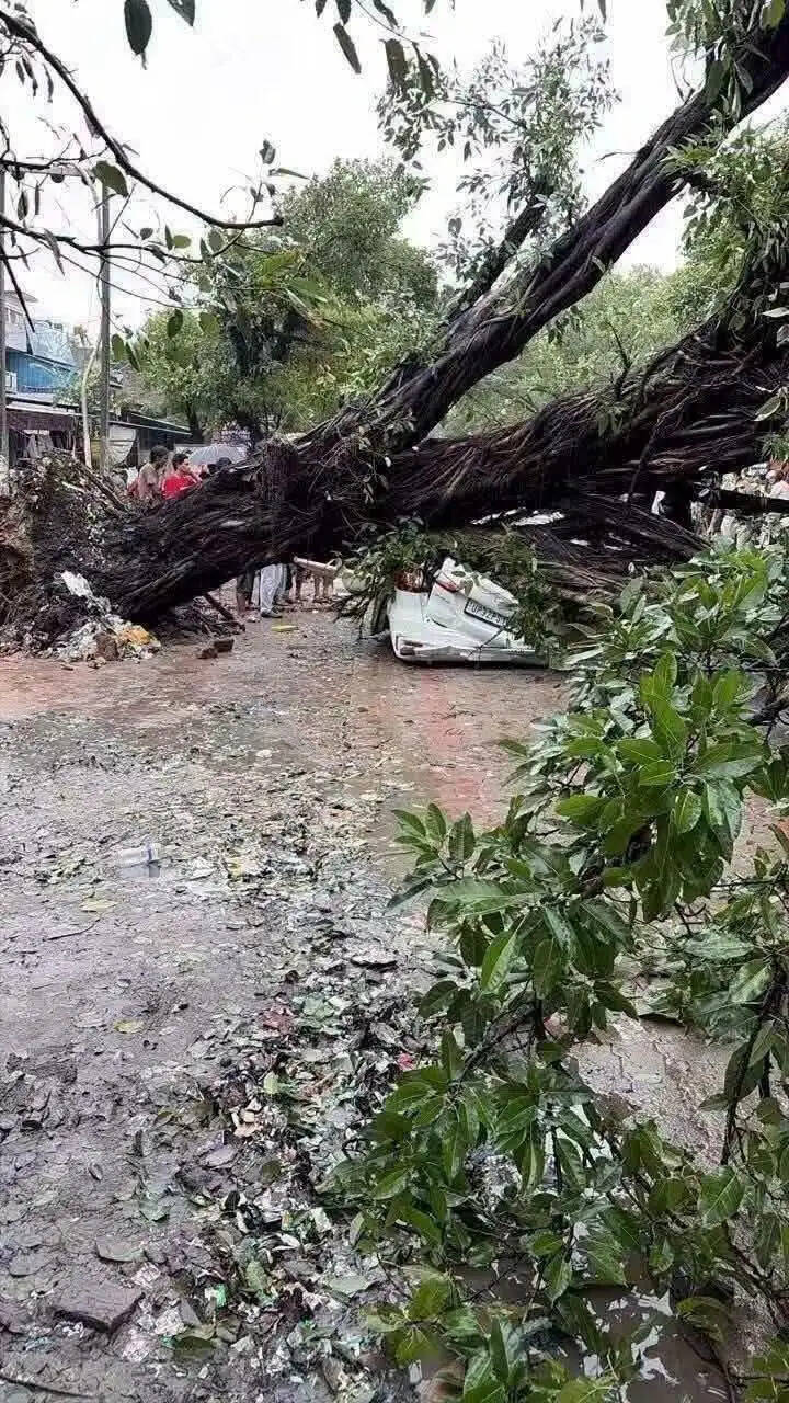 अयोध्या में पेड़ गिरने से कार दबी, युवक की मौत