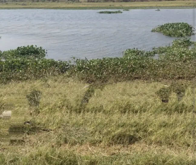 देवरिया में आंधी बारिश से बचने के लिए तालाब में कूदा भेड़ का झुंड, 75 की डूबने से हुई मौत