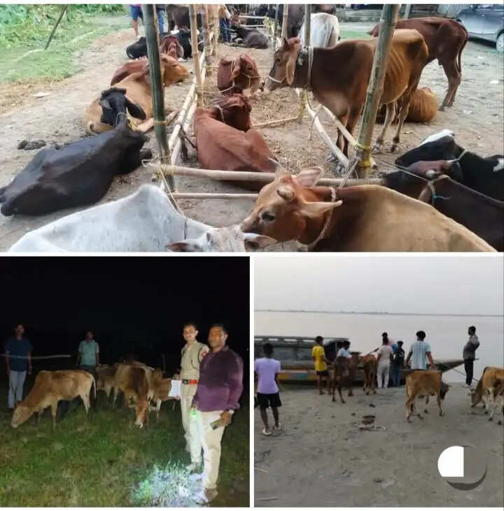 असम में मवेशी चोरी और तस्करी के खिलाफ अभियान तेज