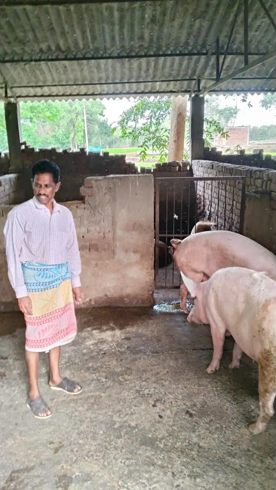 सरकारी योजना बनी सहारा, सूअर पालन से अशोक ने कमाए 2.22 लाख रुपये