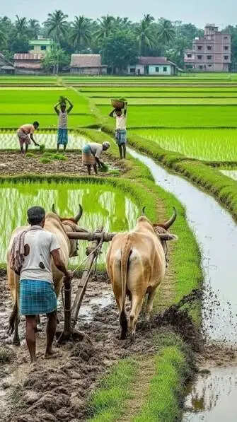 मानसून की दस्तक से खेती-किसानी ने पकड़ी रफ्तार, 6.25 लाख हेक्टेयर में बोनी पूरी