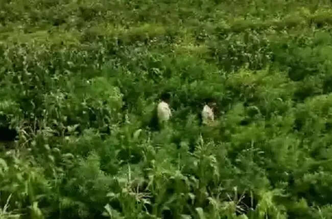 मप्र के धार जिले में लहलहा रही थी गांजे की खेती, 25 करोड़ रुपये के 6700 किलो पौधे जब्त, 4 गिरफ्तार