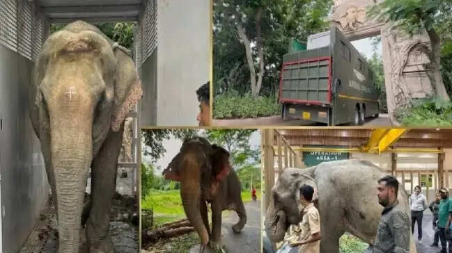 बाढ़ से बचाए गए हाथी ‘जयमती’ को विशेष उपचार के लिए वंतारा ले जाया गया