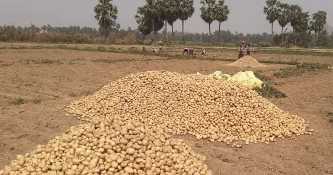 किसानों को अनुदान पर मिलेगा गुणवत्तायुक्त आलू बीज