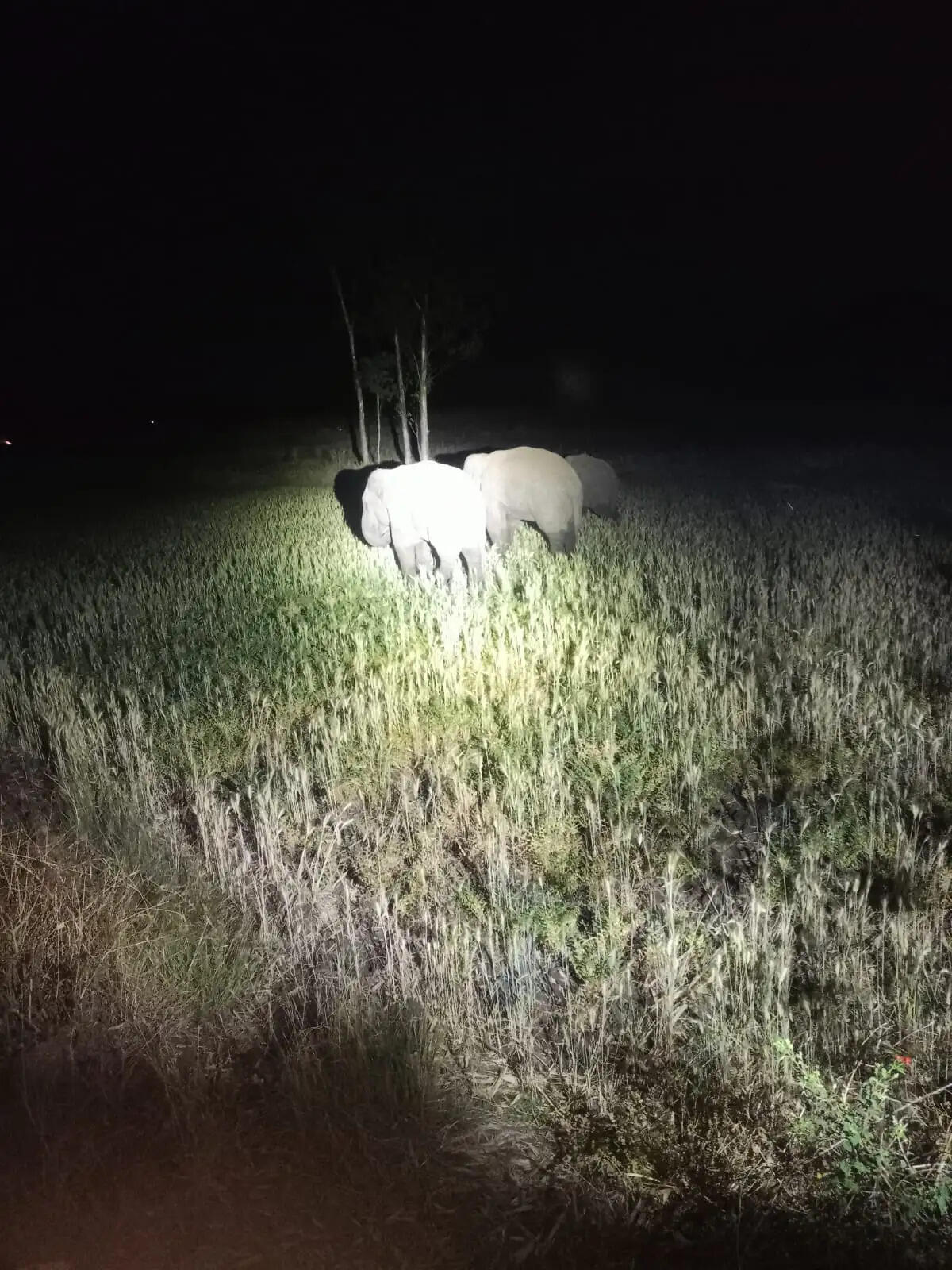 अनूपपुर: जिले की दोनों सीमाओं छग और डिंडोरी से 4 हाथियों ने किया प्रवेश