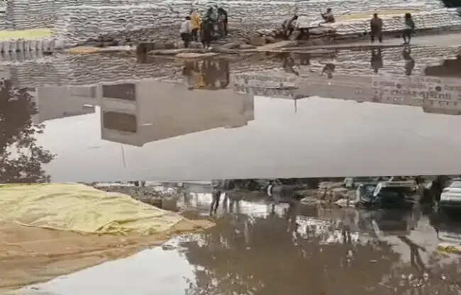 खरखौदा मंडी में बारिश से भीगे हजारों कट्टे गेहूं, उठान में देरी से आढ़तियों को नुकसान