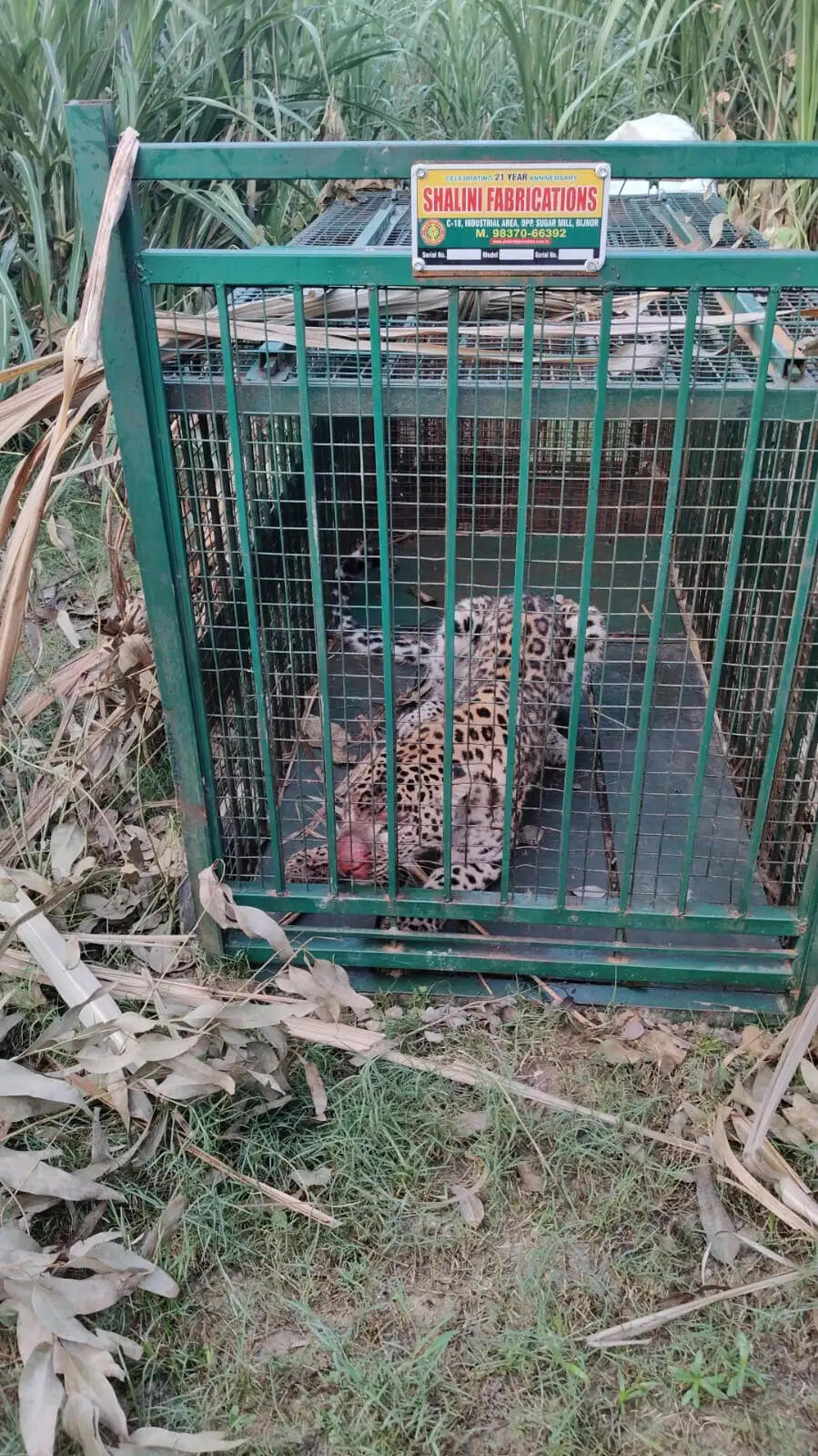 मुरादाबाद : वन विभाग के पिंजरे में एक और तेंदुए कैद, ग्रामीणों ने ली राहत की सांस