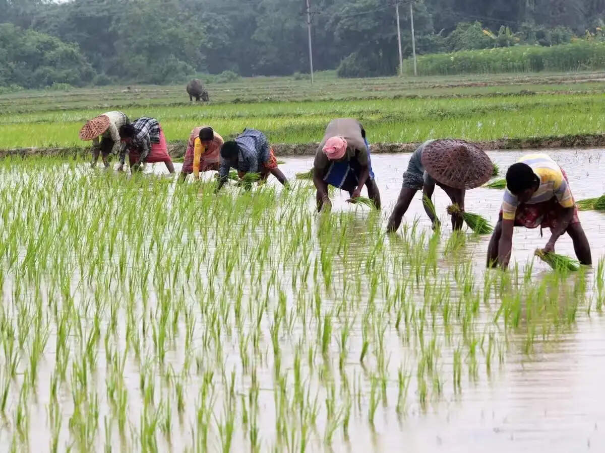 छत्तीसगढ़&nbsp;प्रदेश में लक्ष्य का 97 प्रतिशत बोनी पूर्ण