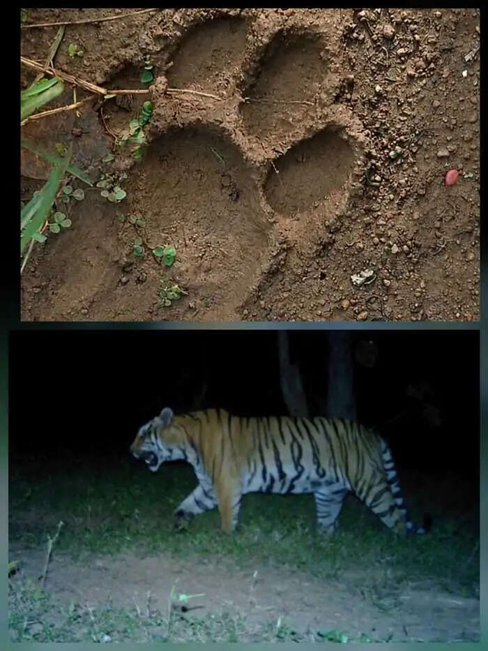 एक दशक बाद बस्तर के कुरंदी में मिले बाघ के पंजे के निशान , वन विभाग ने जारी किया अलर्ट