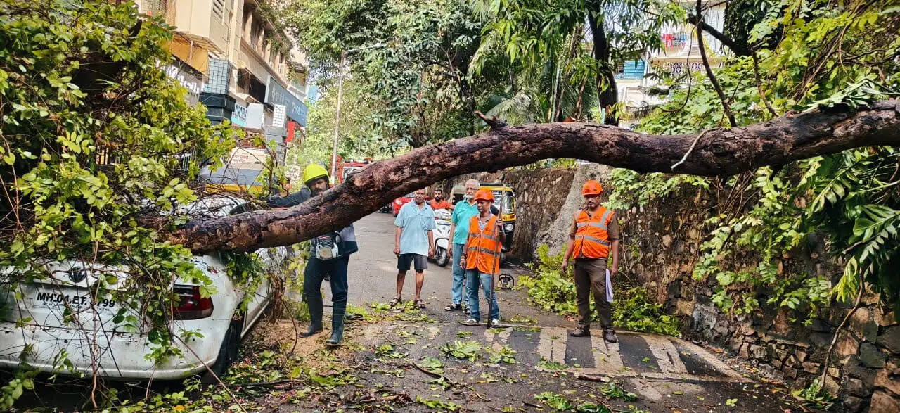 ठाणे में जुलाई में 649 पेड़ धराशाई,जन जीवन अस्त व्यस्त
