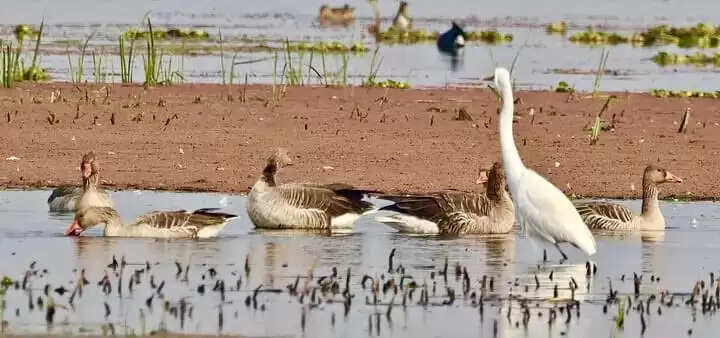 बिहार के कटिहार स्थित गोगाबील झील रामसर स्थल की सूची में शामिल