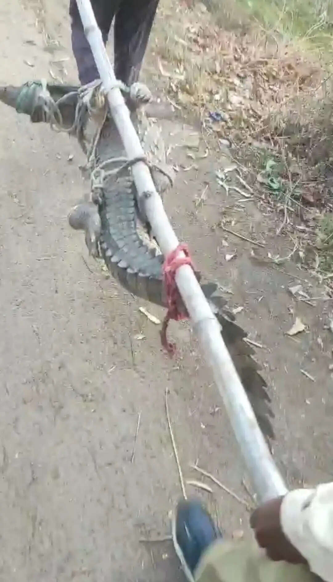 मीरजापुर : आबादी क्षेत्र में आए मगरमच्छ को पुलिस ने ग्रामीणों के साथ रेस्क्यू किया