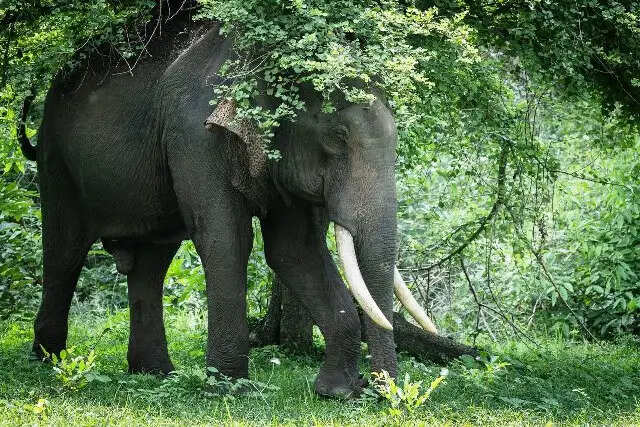 भारत में दुनिया के 60 प्रतिशत से अधिक जंगली एशियाई हाथी, 33 अभयारण्य संरक्षण प्रयासों को दे रहे मजबूती : मोदी