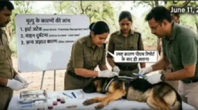 मप्र के कूनों में चीतों की निगरानी के लिए तैनात जर्मन शेफर्ड डॉग की मौत