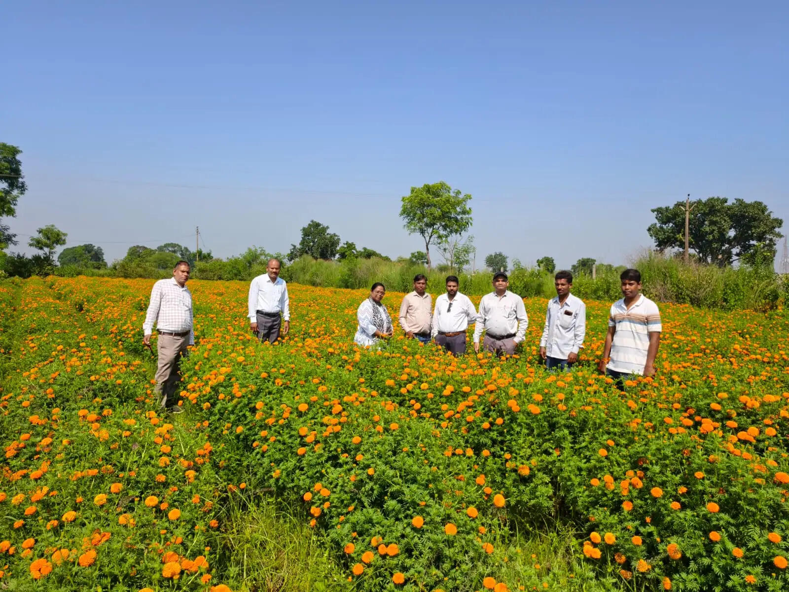 गेंदा की खेती किसानों के लिये बना आय का नया विकल्प, कम लागत में अधिक मुनाफा की ओर बढ़े कदम