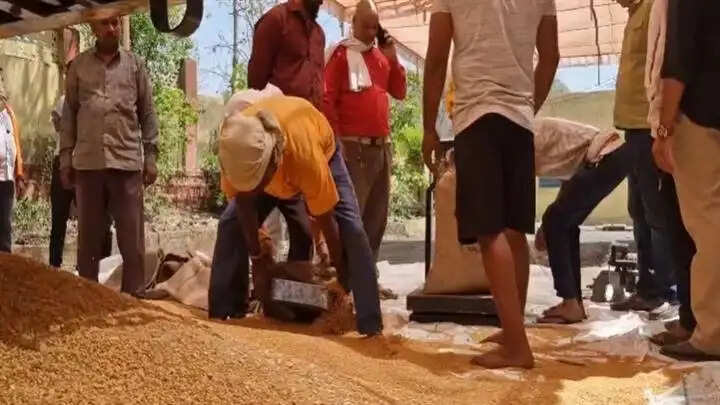 सीहोरः जिले के शुरू हुई गेहूं की खरीदी, किसानों का फूल माला पहनाकर किया गया स्वागत