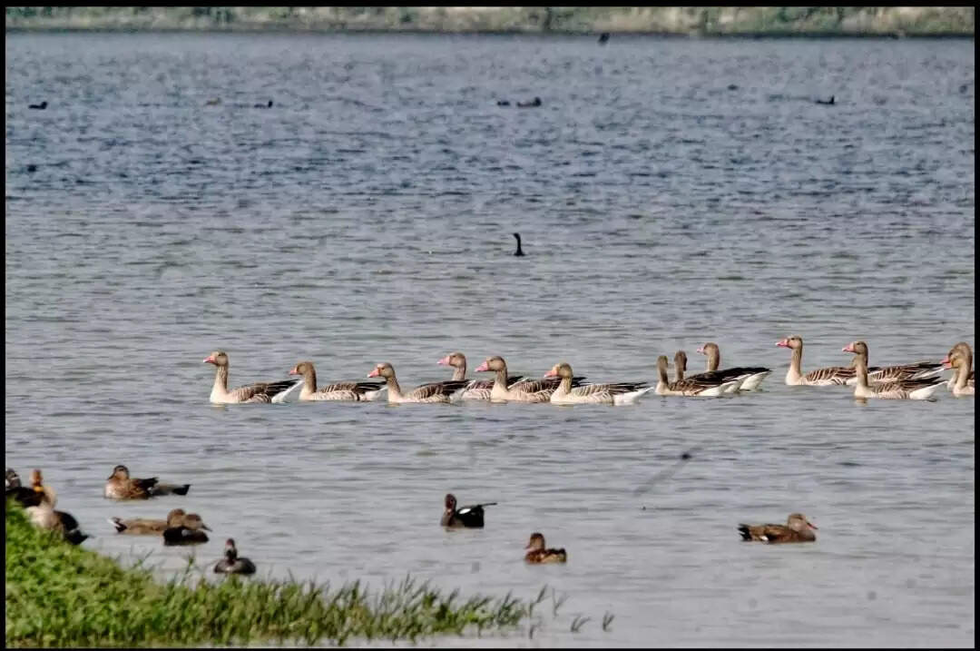 उत्तर प्रदेश की शेखा झील को मिला रामसर साइट का दर्जा
