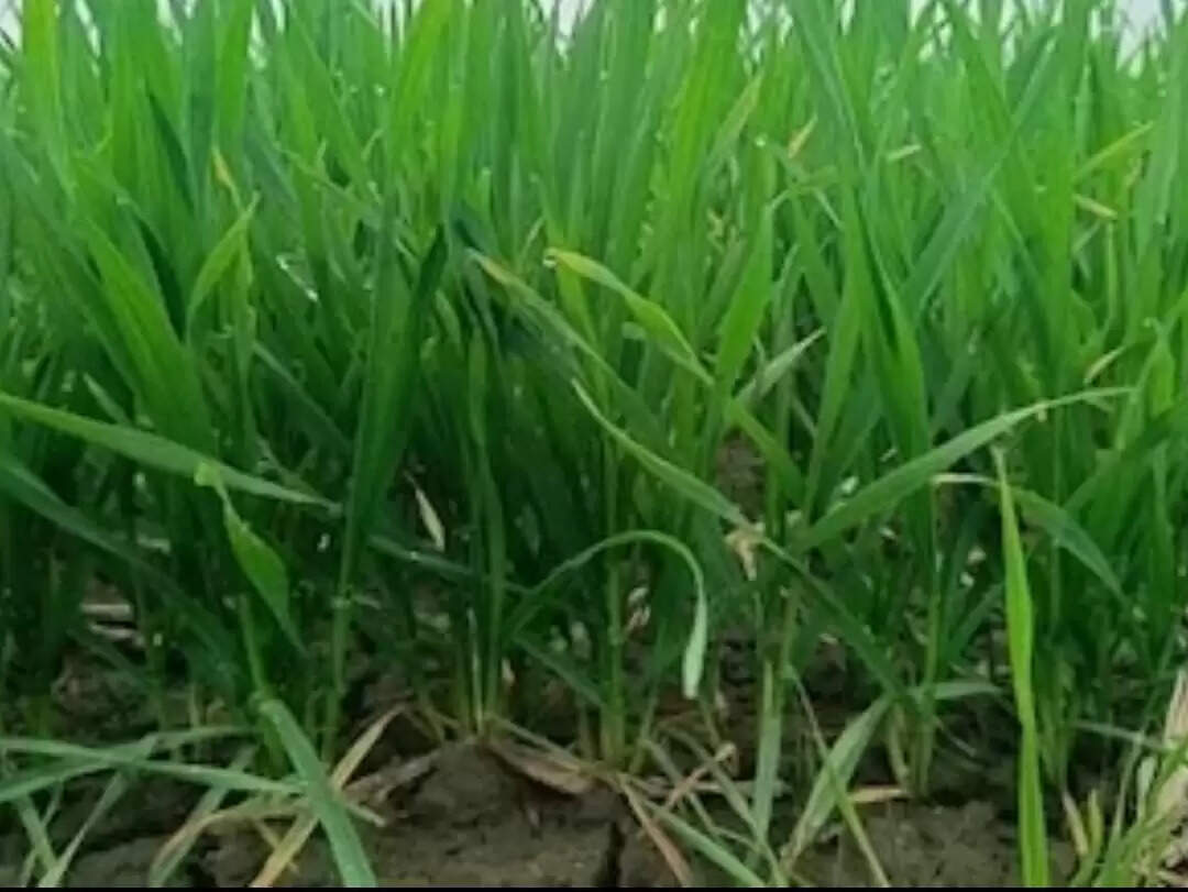 गेहूं फसल का उत्पादन, समय से सिंचाईयों पर निर्भर : निदेशक शोध