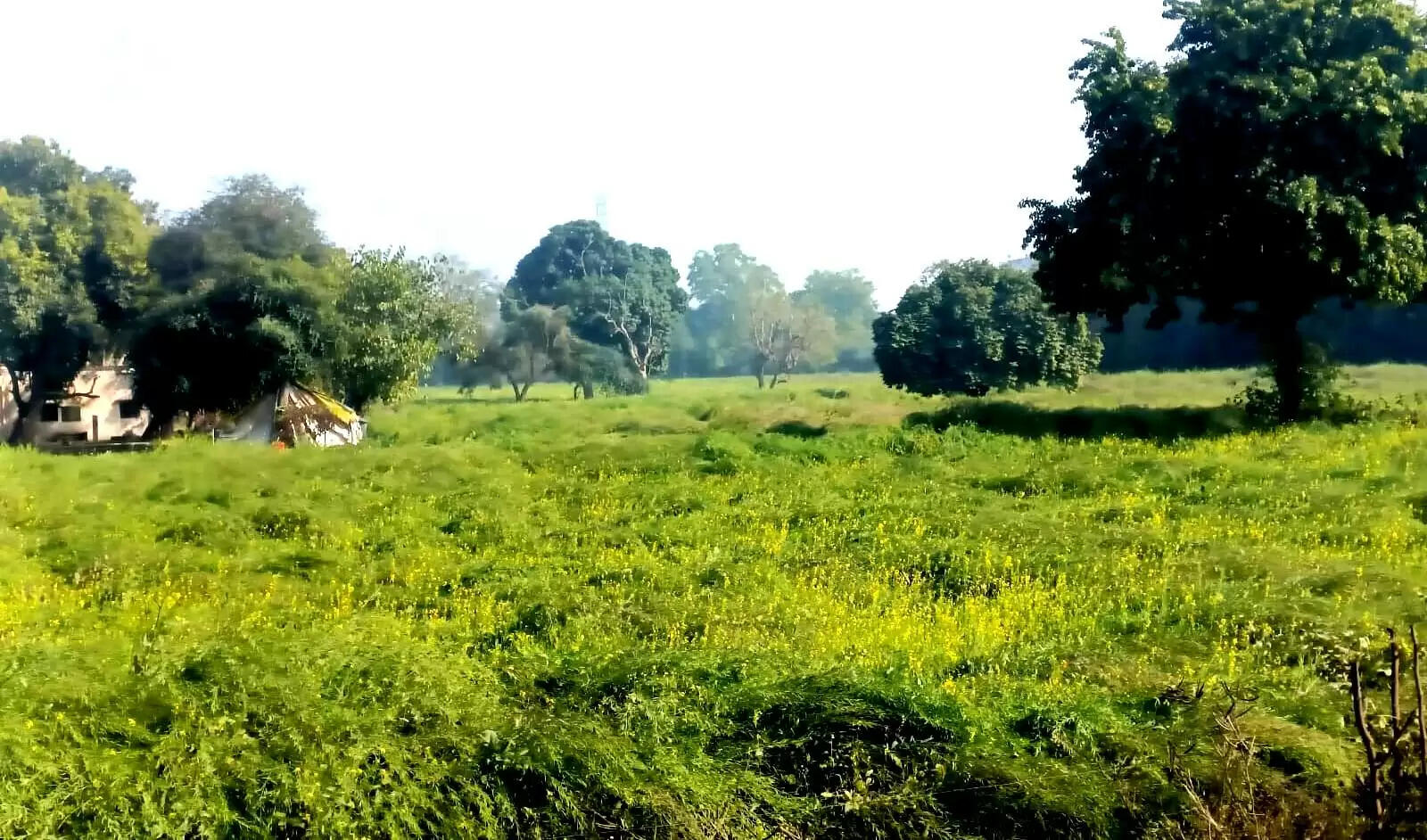 कोहरा और सर्दी : सरसों और गेंहू की फसल में नुकसान की आशंका