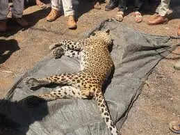 बड़वानी:&nbsp;&nbsp;तेंदुए ने बकरी चरा रहे बच्चों पर किया&nbsp;हमला,&nbsp;बचाने दौड़े ग्रामीण, संघर्ष में 5 घायल, तेंदुए की मौत