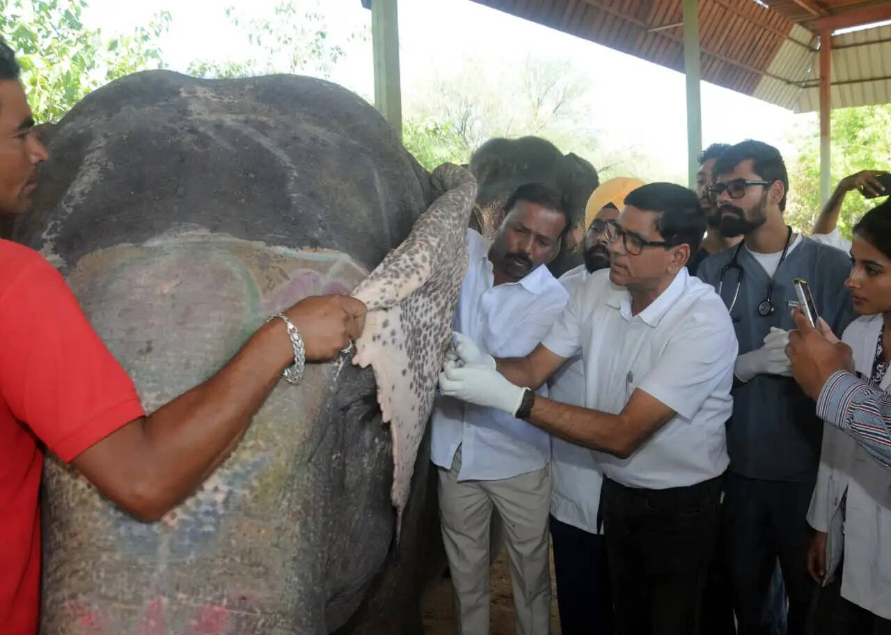 हाथी गांव में स्वास्थ्य शिविर में 54 हाथियों की जांच