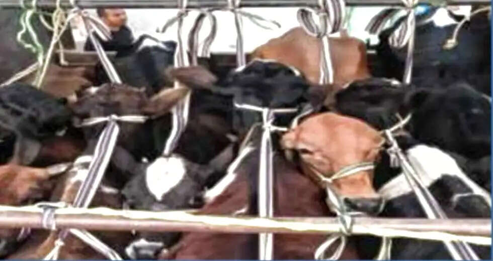 अवैध पशु तस्करी के खिलाफ पुलिस की कार्रवाई, 19 मवेशी बरामद, 4 तस्कर गिरफ्तार