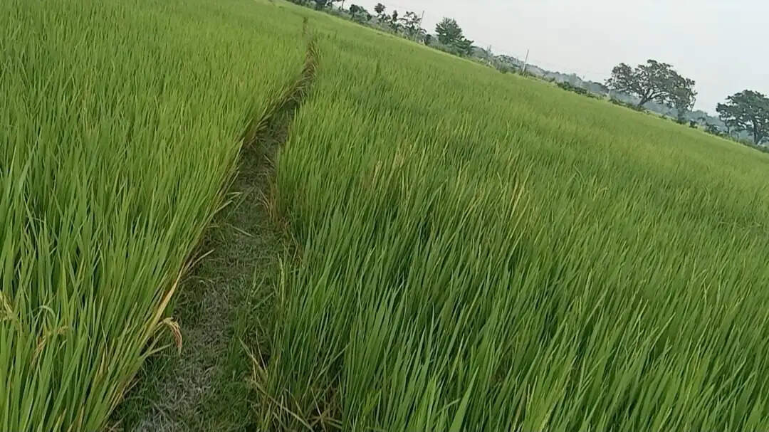बारिश से धान की फसल को राहत, सब्जी उत्पादकों की बढ़ी चिंता