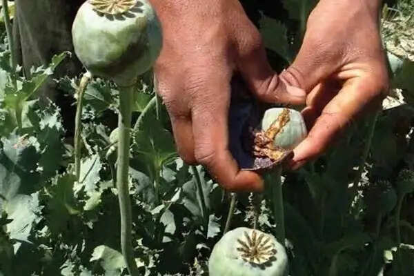 एमडी और अफीम तस्करी मामले में एक और आरोपी गिरफ्तार
