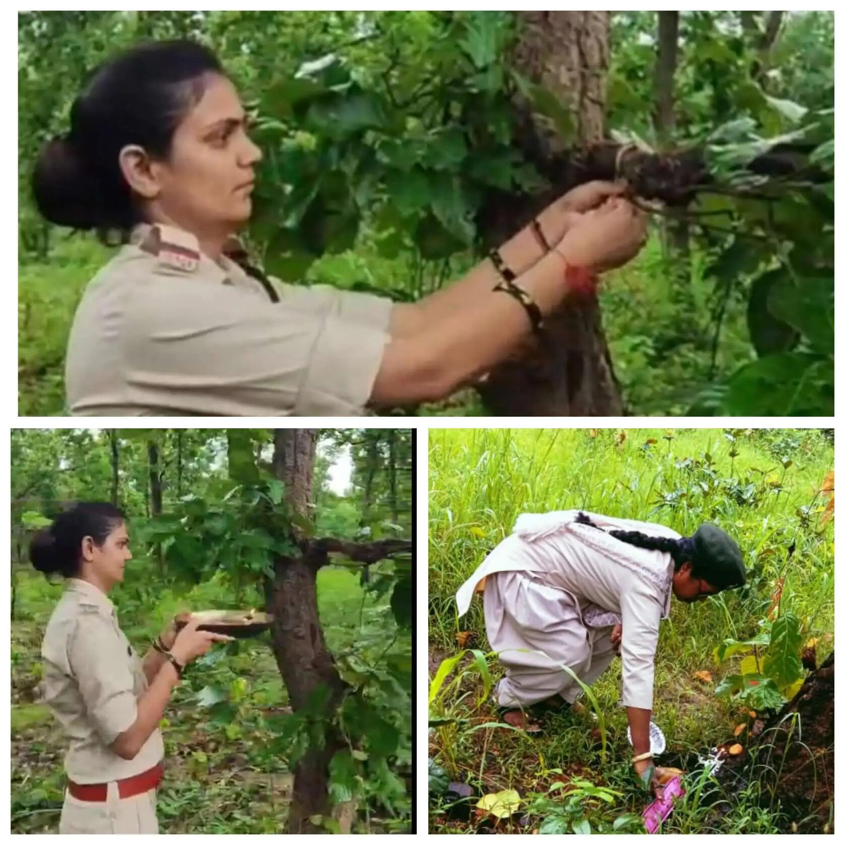 पेड़ों को भाई मान महिला वनकर्मियों ने बांधी राखी, बांधवगढ़ टाइगर रिजर्व में अनूठे अंदाज में मनाया रक्षाबंधन