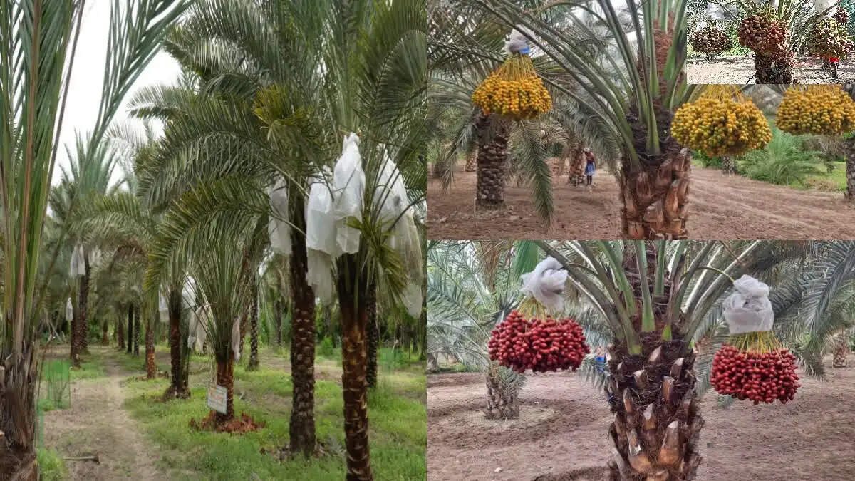 अब तमिलनाडु में भी लहलहा रही 100 साल तक फल देने वाली अरब की खजूर
